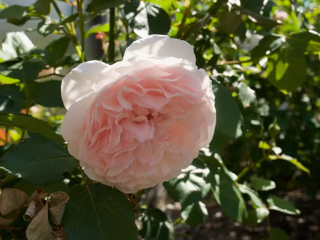 Olivia Rose Austin rožė