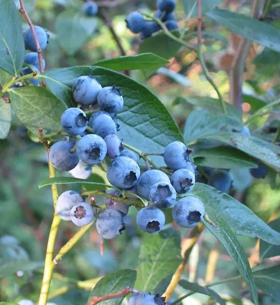 Mėlynė 'Brigitta Blue' (Amerikinė mėlynė 'Brigitta Blue')