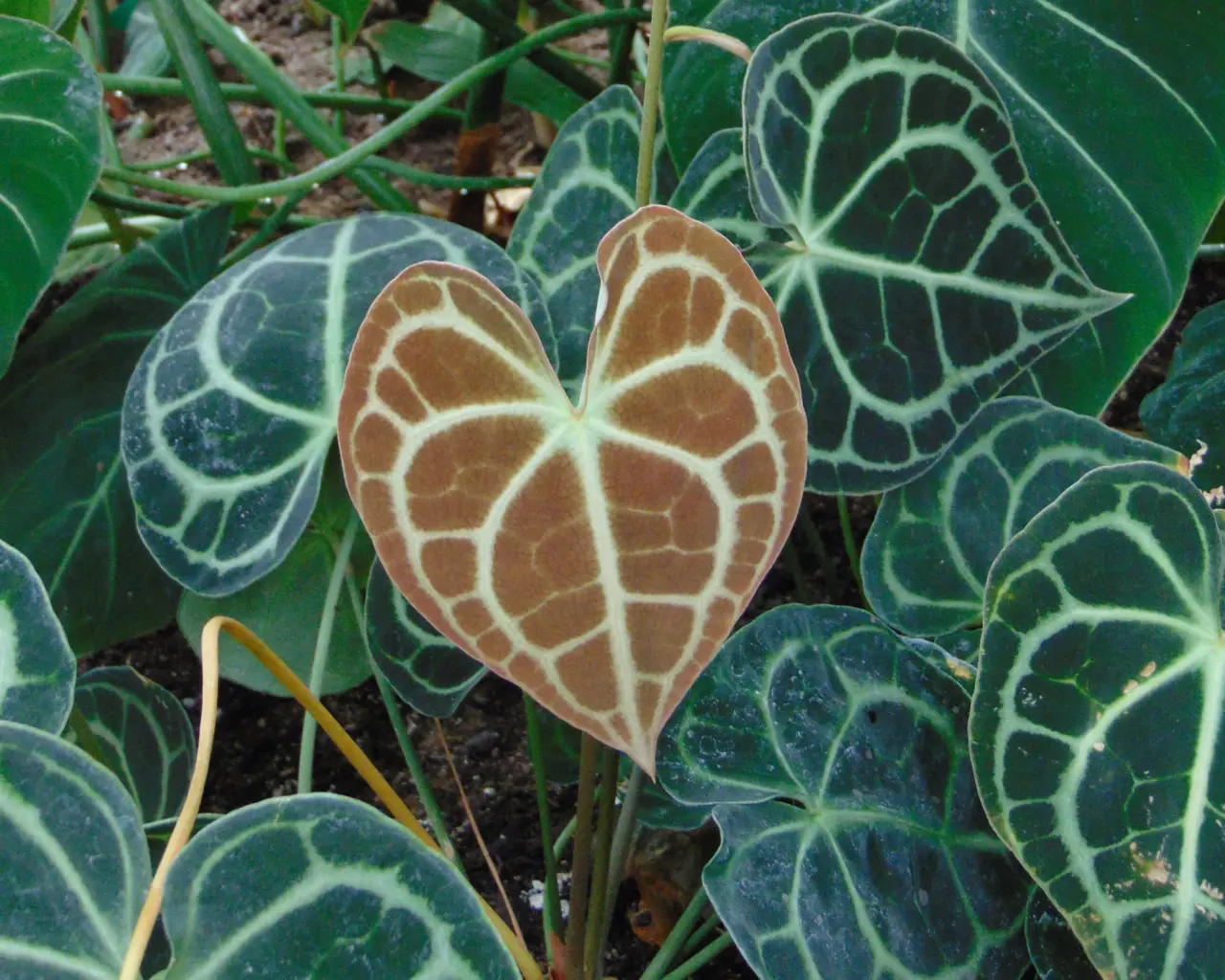 Anturis 'Clarinervium'