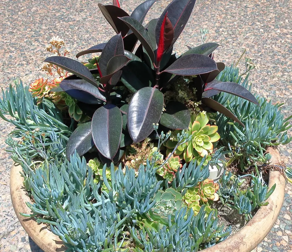 Guminis Fikusas 'Burgundy' (Guminmedis)