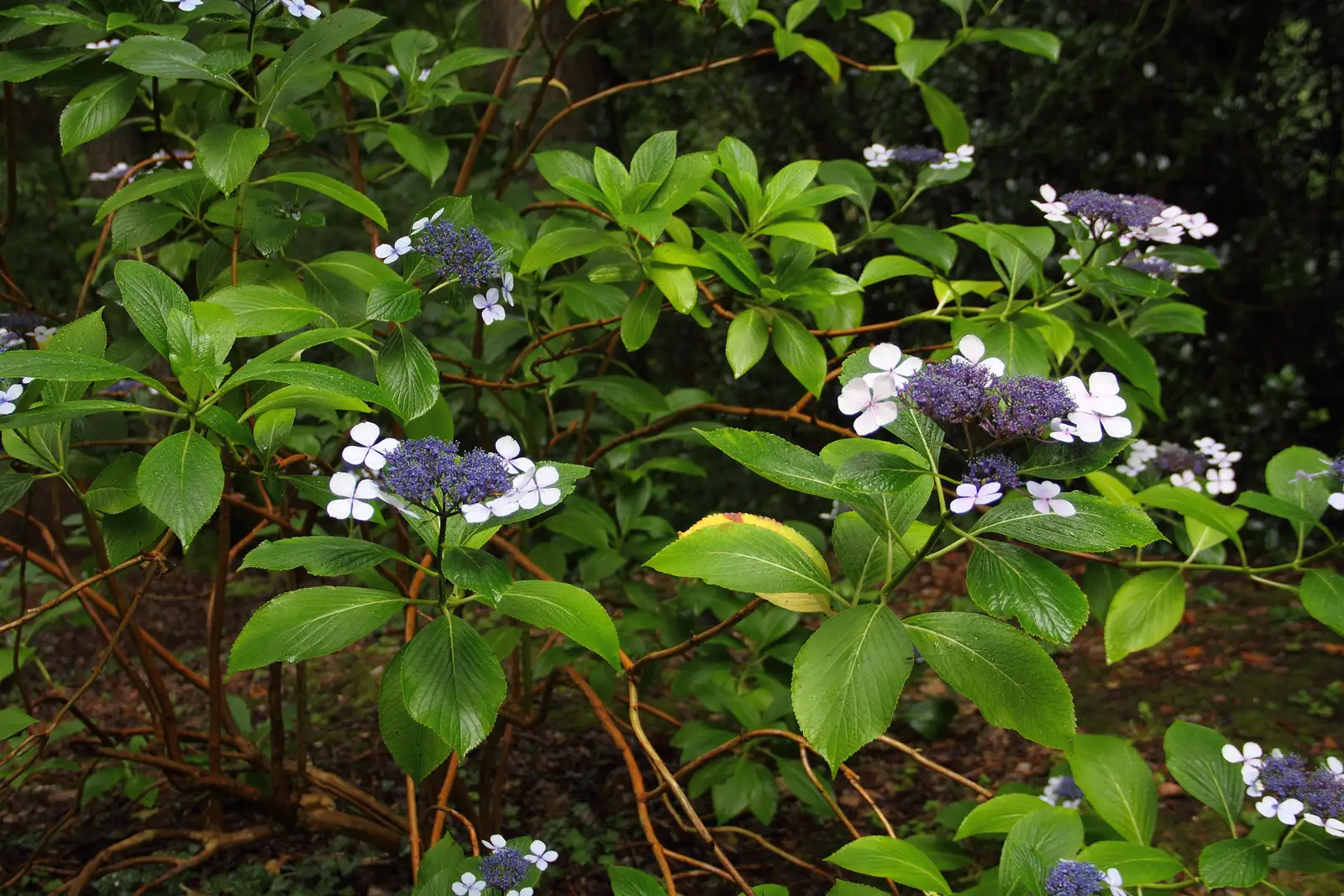 Pjūklalapė hortenzija 'Cotton Candy' (Flair & Flavours)