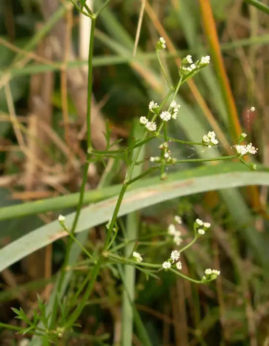 Garbanotoji petražolė 'Forest Green' (Petražolė)