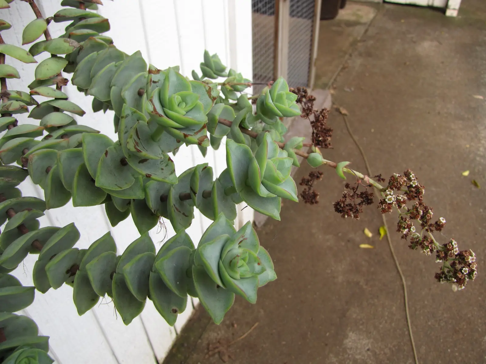 Margalapė perforuota Crassula (Sriegio karoliai 'Variegata')